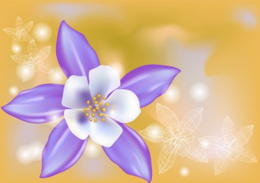 Aquilegia