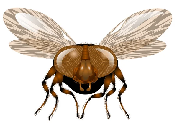 Macro fly — Stock Vector