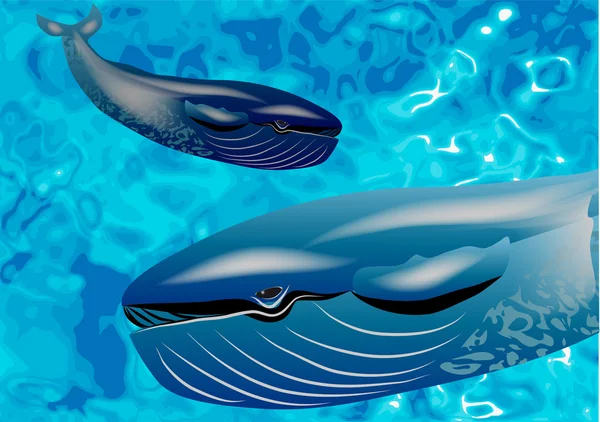 Whale underwater — Stock Vector