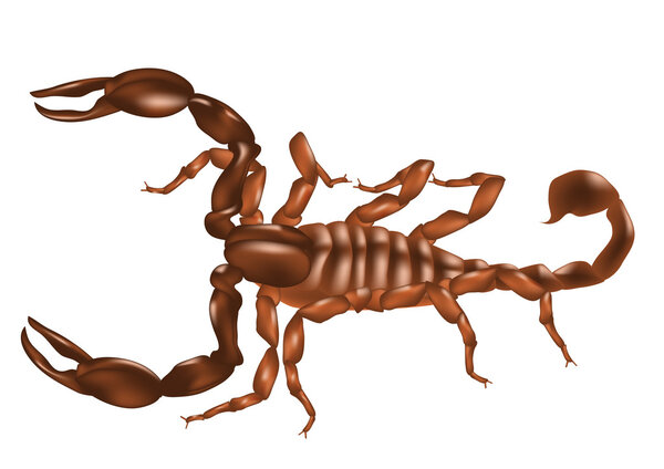 Euscorpius