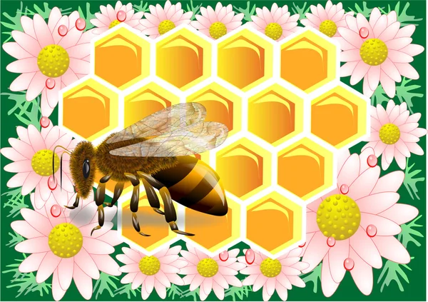 Bienenwachs mit Biene — Stockvektor