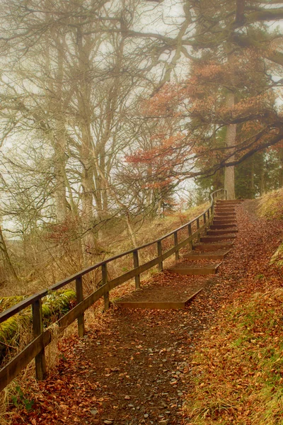 Sentiero forestale nebbioso — Foto Stock