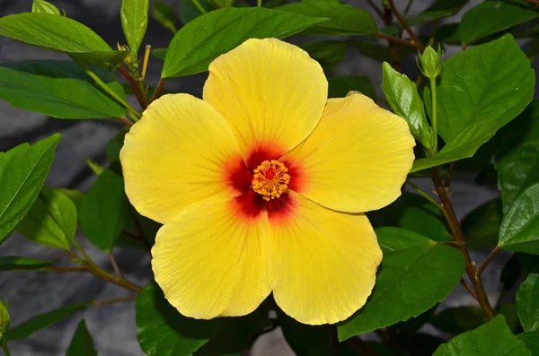 Hibiscus κίτρινο λουλούδι — Φωτογραφία Αρχείου