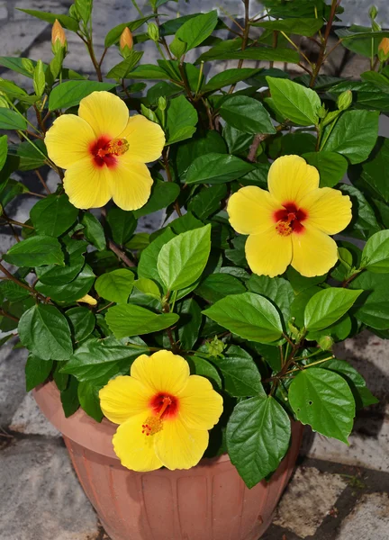 Amarelo Hibisco Flores — Fotografia de Stock