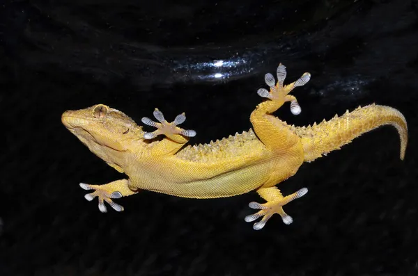 Gecko nadando debaixo d 'água durante a noite — Fotografia de Stock