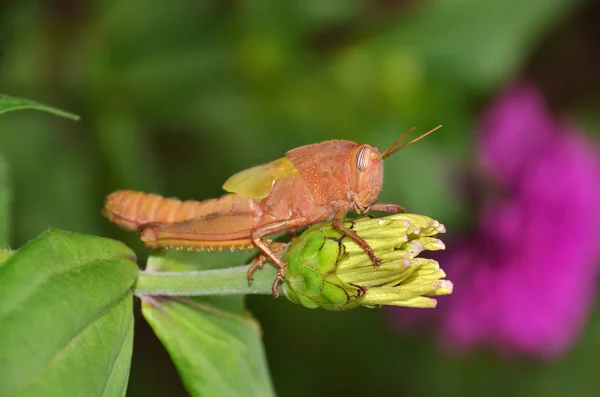 Young grasshopper — Stock Photo, Image