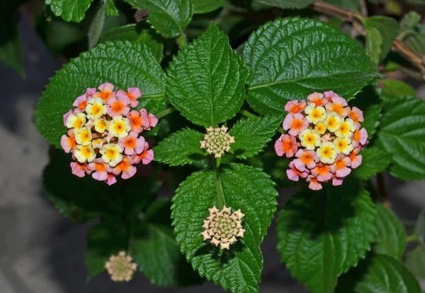 Verbena blommor — Stockfoto