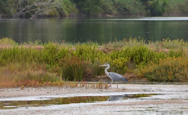 Marsh landscape with blue heron — Stock Photo, Image