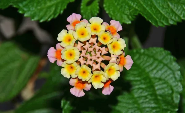 Verbena flor closeup — Fotografia de Stock