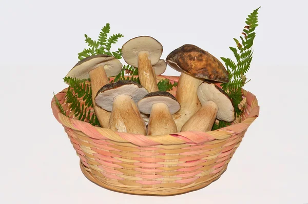 Cogumelos requintados boletus edulis — Fotografia de Stock