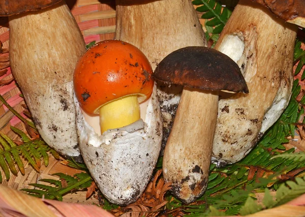 Edible mushrooms closeup — Stock Photo, Image