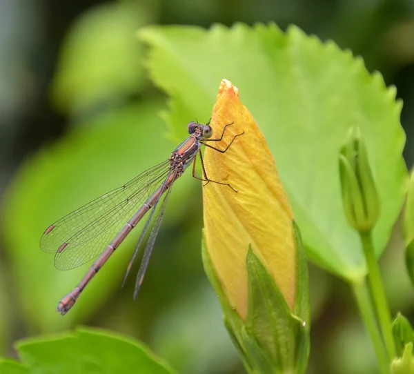 Dragonfly στην λουλούδι — Φωτογραφία Αρχείου