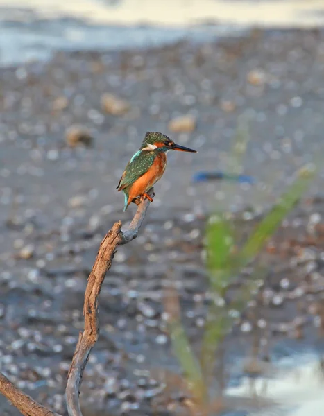 Kingfisher uppflugen på gren i marsh — Stockfoto