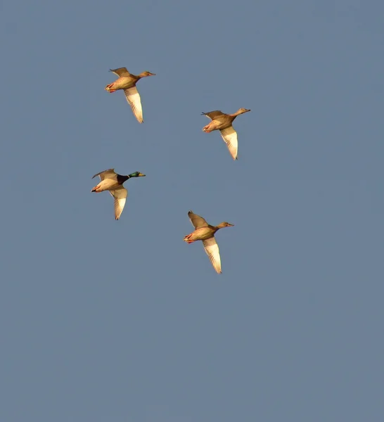 Anatre selvagge in volo nel cielo — Foto Stock