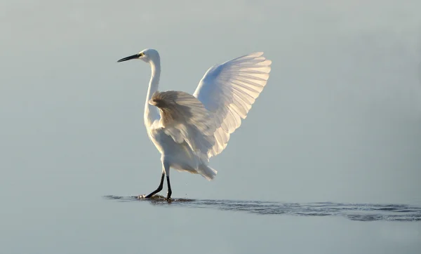 Heron at sunrise — Stock Photo, Image