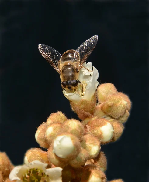 Летать на цветочные мушмула — стоковое фото
