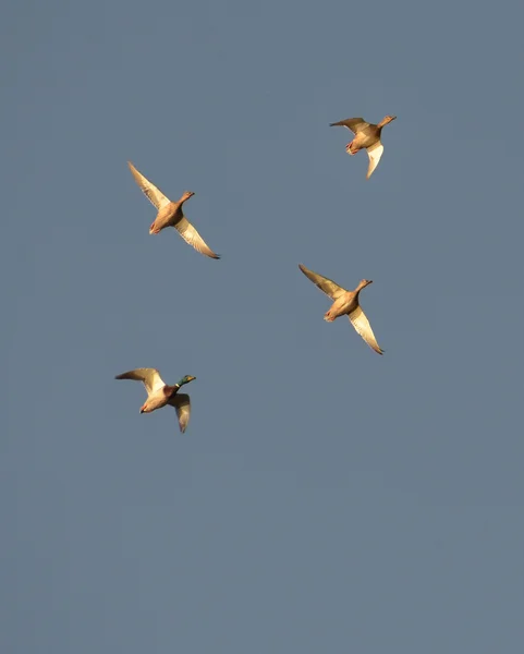 Mallards flight in the sky — Stock Photo, Image