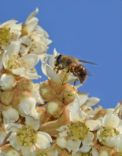 Fly krmení nektar na Mišpule květ — Stock fotografie