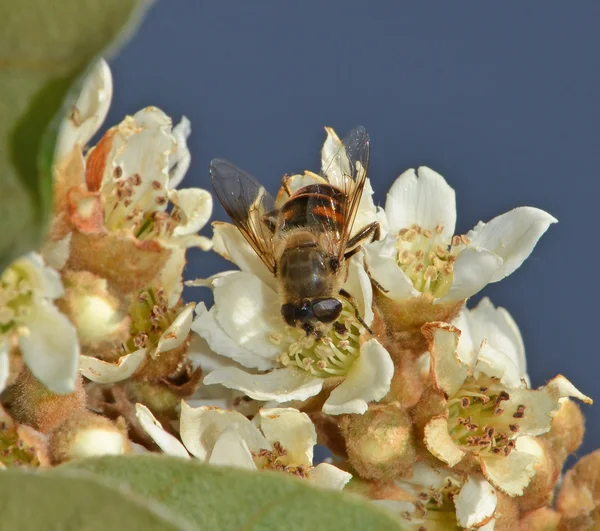 Fly pollinate on medlar flower — Stock Photo, Image