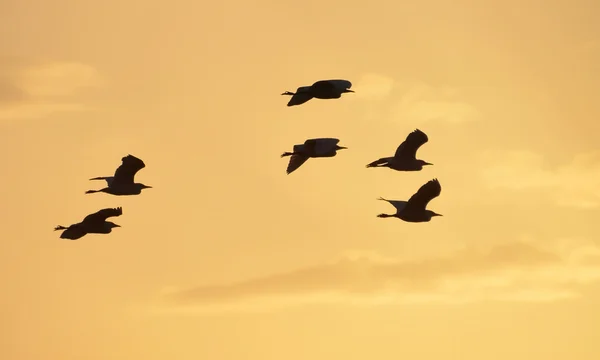 Aironi che volano contro luce al tramonto — Foto Stock