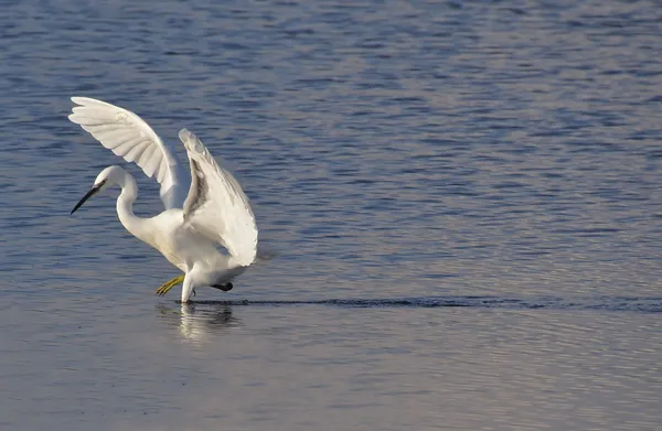 Egret andando — Fotografia de Stock