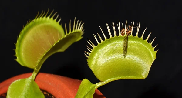 Carnivorous plant with prey — Stock Photo, Image