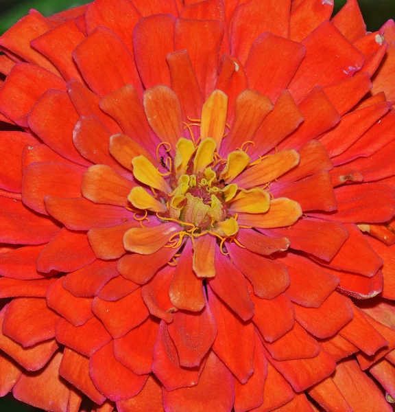 Zinnia flor corolla — Fotografia de Stock