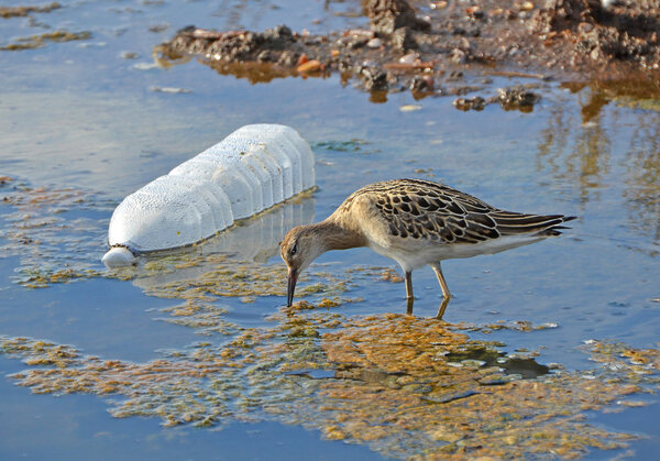 Sandpiper and plastic bottle