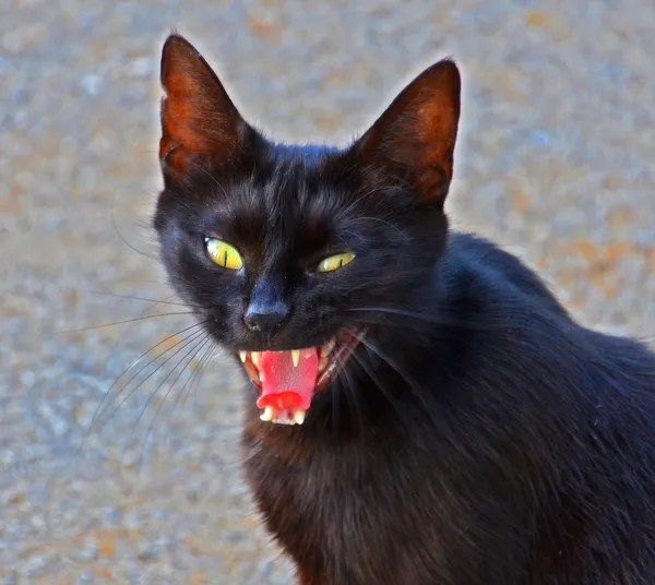 Gato preto mal — Fotografia de Stock