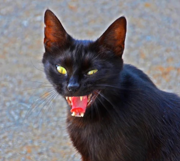 Κακό μαύρη γάτα Φωτογραφία Αρχείου