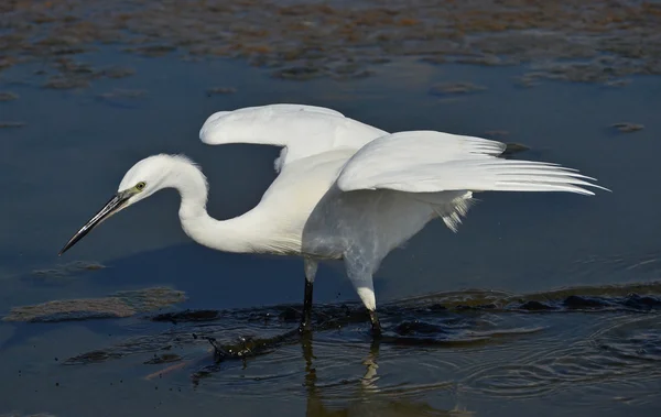 Pesca della garzetta bianca nella palude — Foto Stock