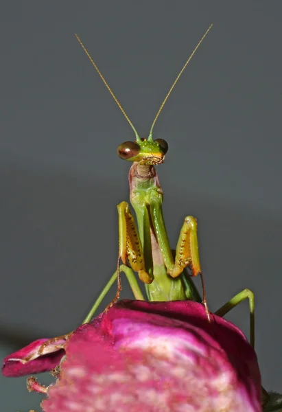 Praying mantis portret — Stockfoto