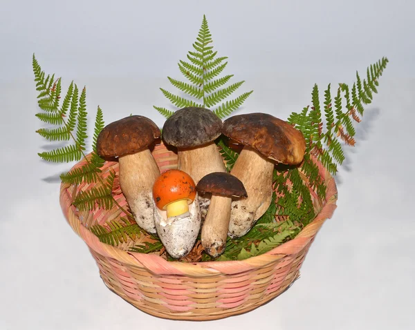 Basket with edible mushrooms — Stock Photo, Image