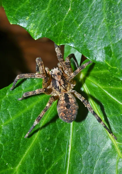 Wolf spider op Bladeren — Stockfoto