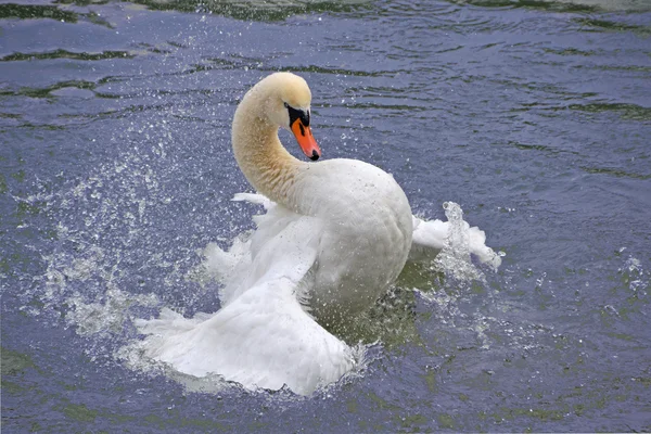 Zwaan spetteren in water — Stockfoto