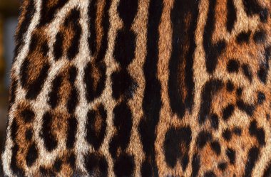 leopar, porsuk ve jaguar kürk doku
