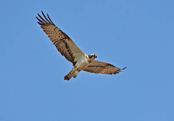 Falcão voando no céu azul — Fotografia de Stock