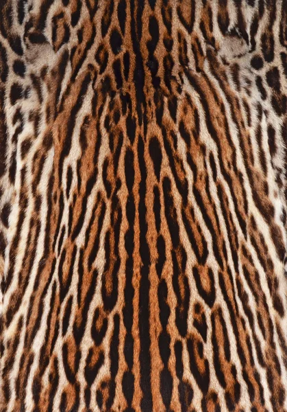 Fundo de pele de leopardo — Fotografia de Stock