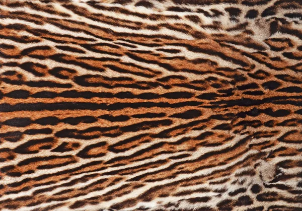 Ocelot futro — Zdjęcie stockowe