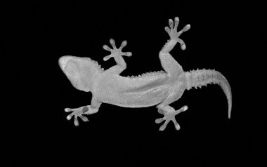 Gecko portre
