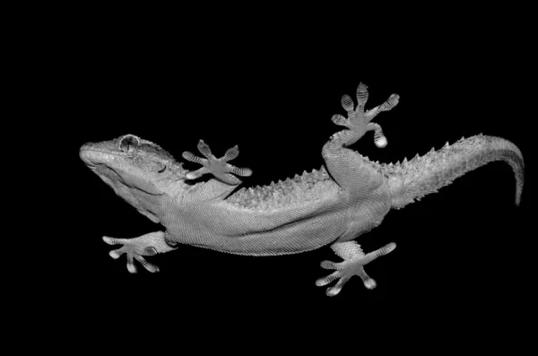 Portret Gecko — Zdjęcie stockowe