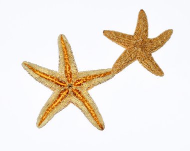 Beyaz starfishes