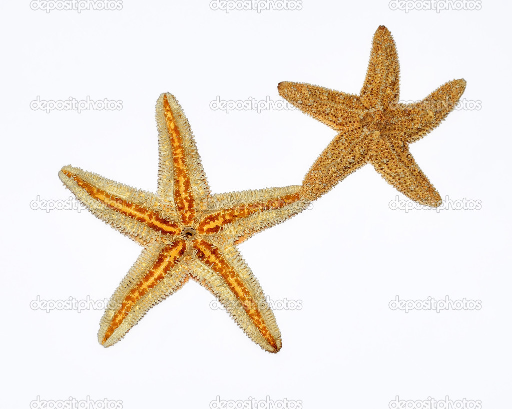 starfishes on white