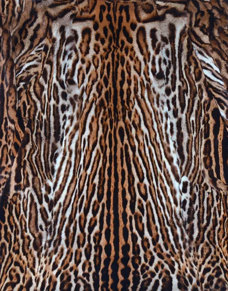 Beautiful leopard skin — Stock Photo, Image