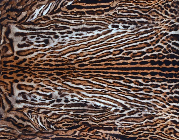 Beautiful leopard skin — Stock Photo, Image