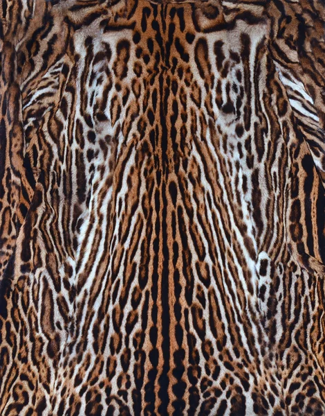 Beautiful leopard skin Royalty Free Stock Photos