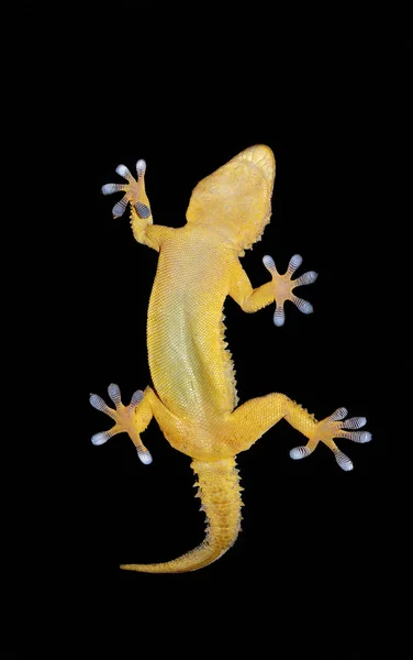 Gecko na czarnym tle — Zdjęcie stockowe