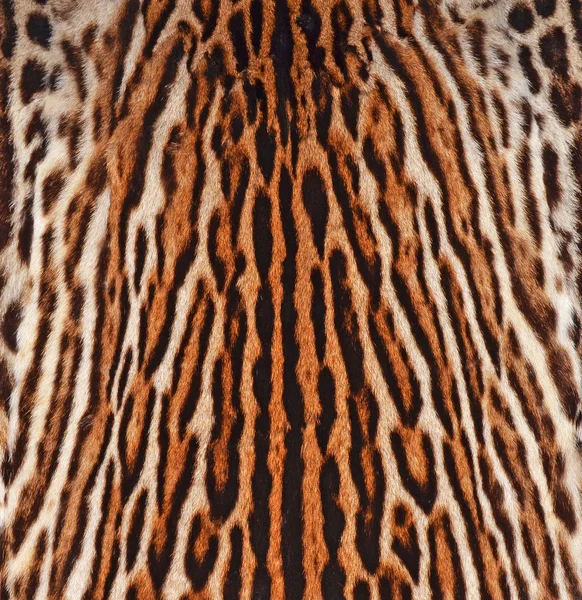 Leopard skin texture Stock Photo