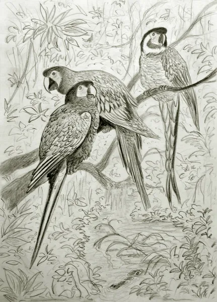 Papugi w tropikalnym lesie — Zdjęcie stockowe