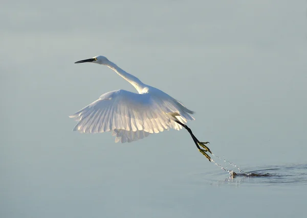 Happy white heron — Stock Photo, Image